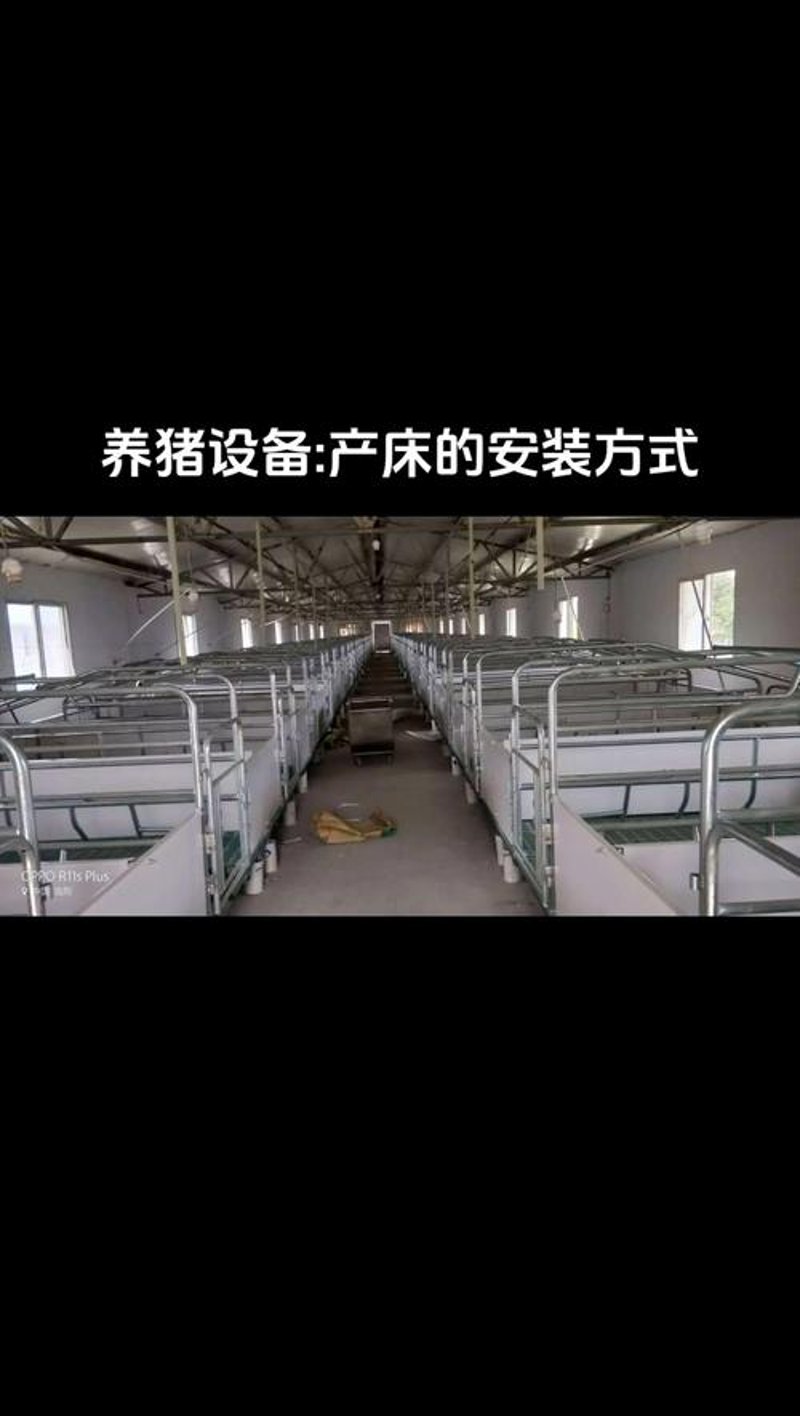 灵璧县生猪养殖业的蓬勃发展：趋势解读