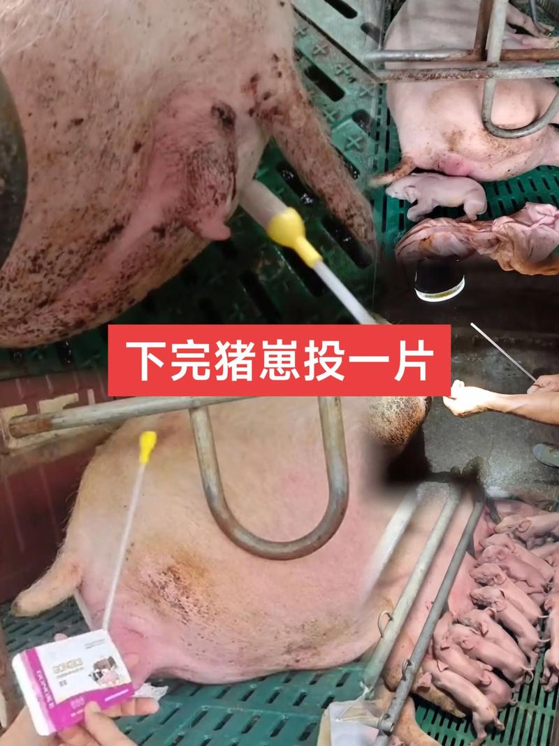 猪仔批发市场的风云际会