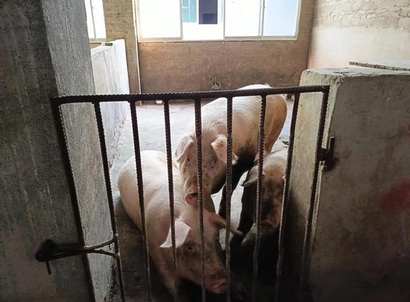 养殖业中的奇迹：中伟养殖场的高效管理